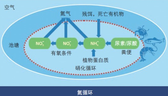 水中亞硝酸鹽形成過程